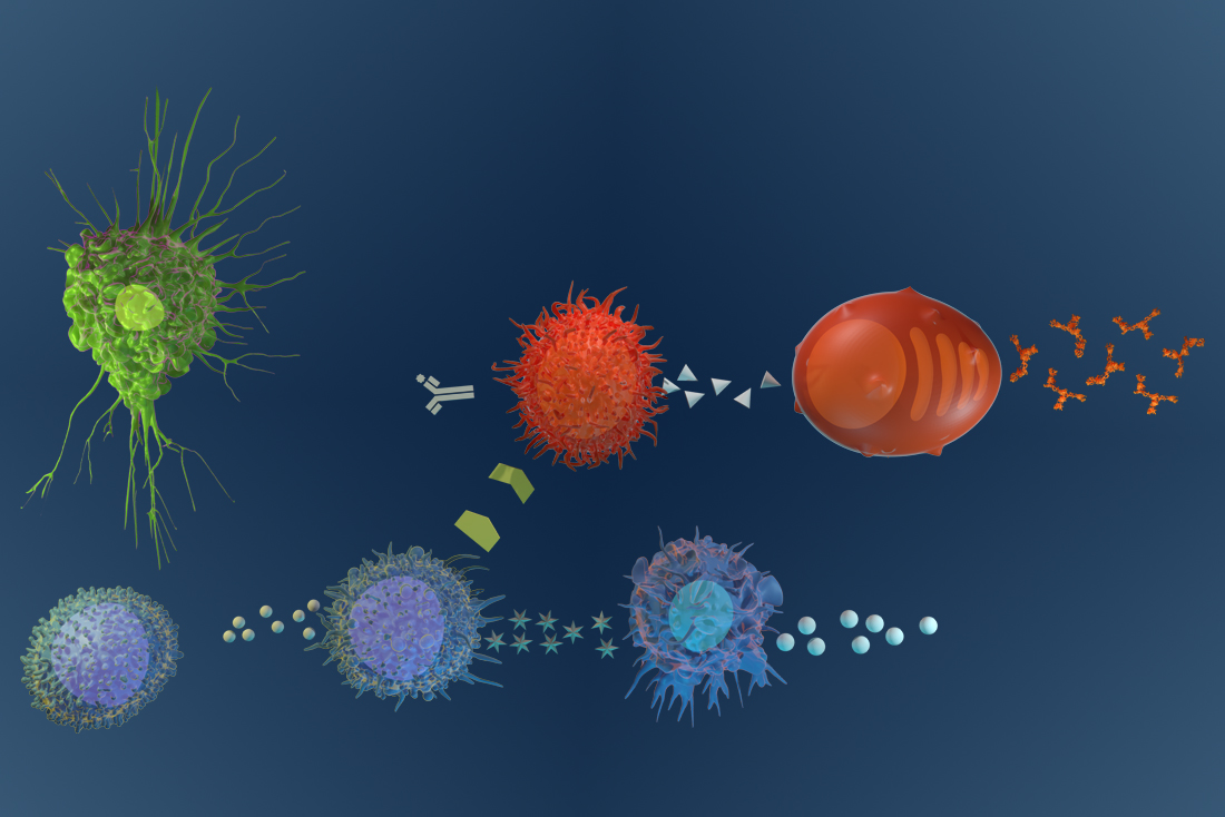 Immunity Cells