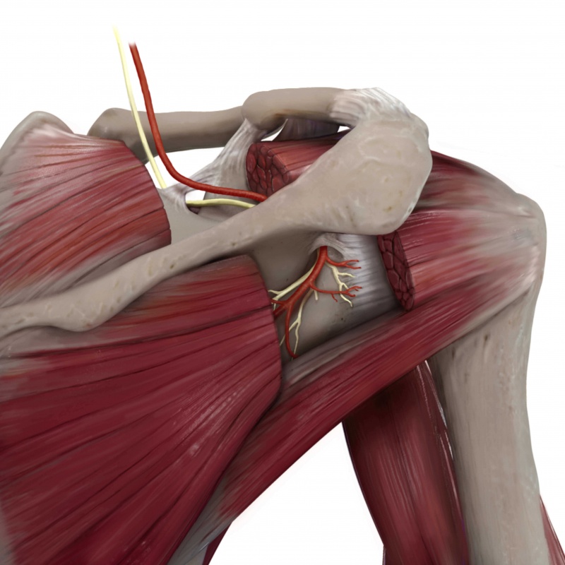 Suprascapular nerve Shoulder anatomy