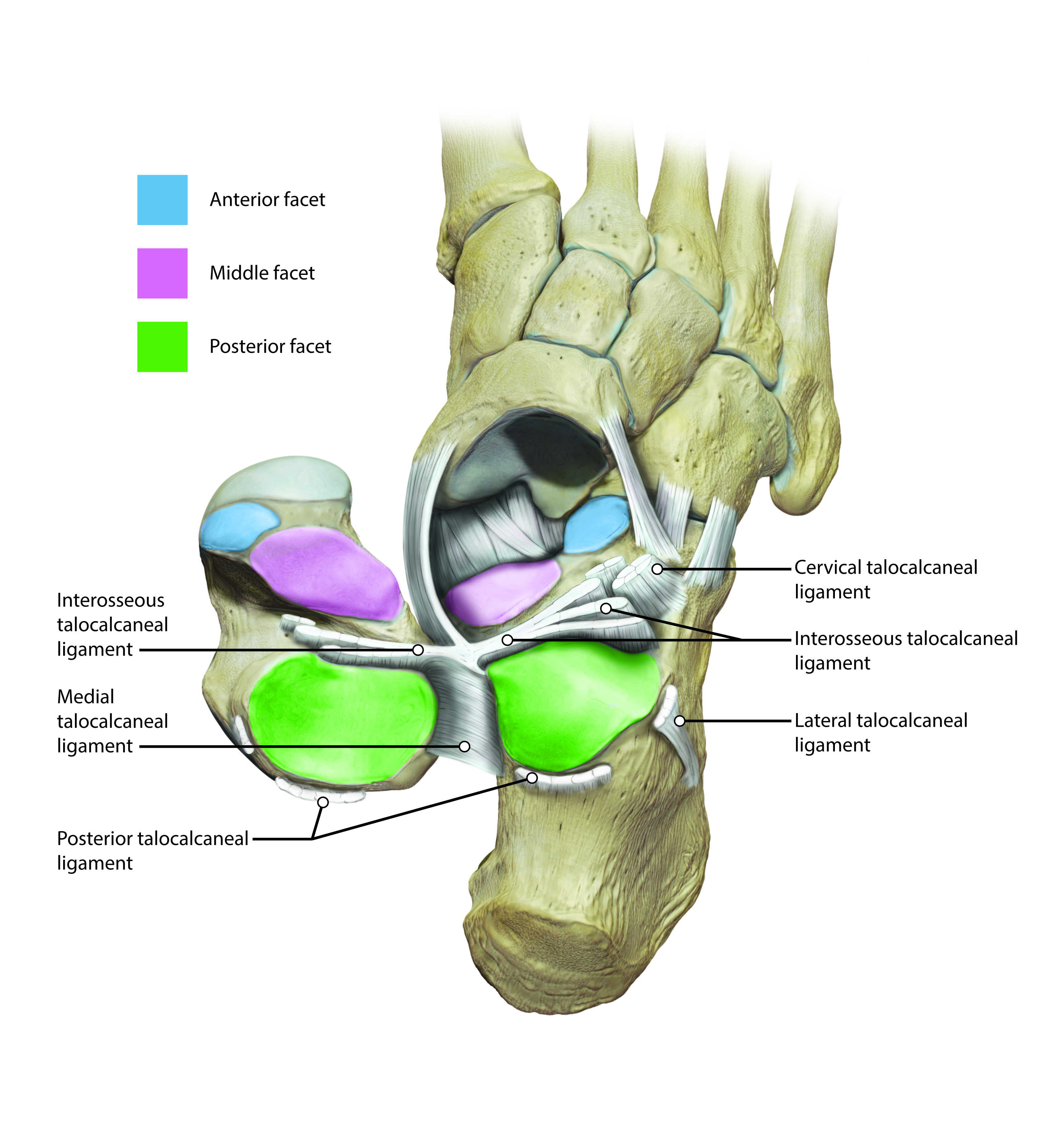 subtalar joint medical illustration foot anatomy