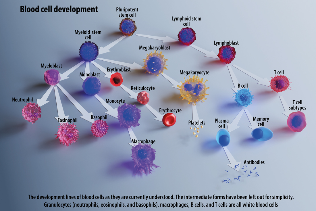 Blood cell development